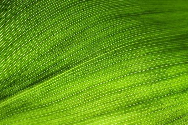 Textur eines grünen Blattes — Stockfoto