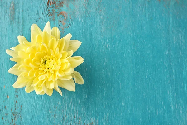 Gele chrysant bloemen — Stockfoto