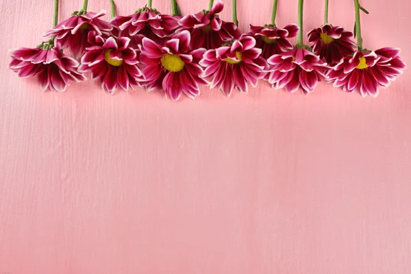 Violet chrysanthemum flowers — Stock Photo, Image