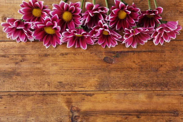 Violet chrysanthemum on table — Stock Photo, Image