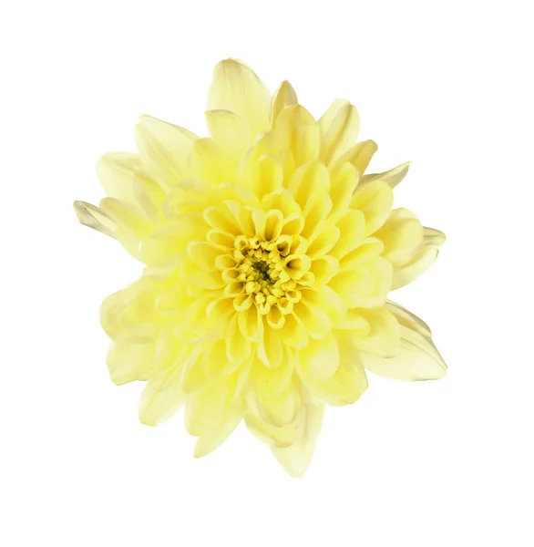 Желтый хризантема — стоковое фото