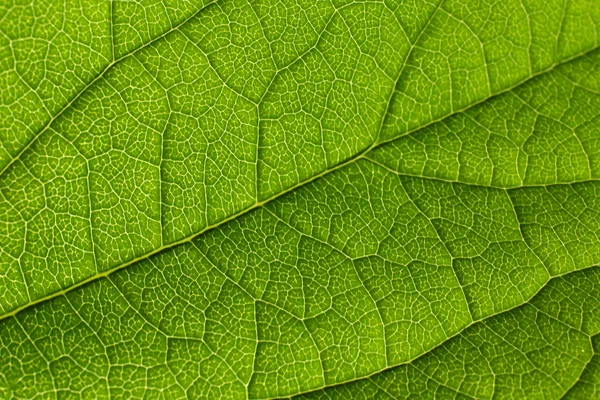 Textura de la hoja verde — Foto de Stock