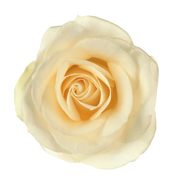 Белый розовый цветок — стоковое фото