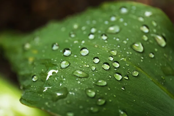 Зелений лист з краплями роси — стокове фото