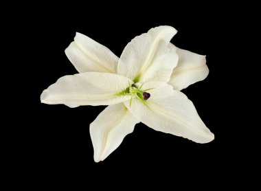 Beyaz Zambak çiçeği