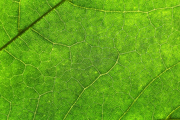 Textura de una hoja verde — Foto de Stock