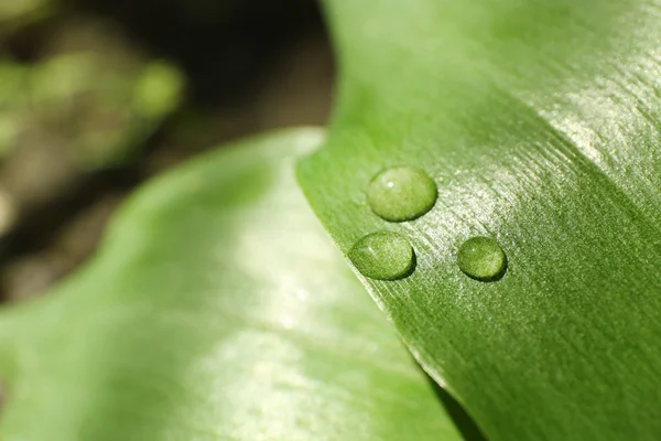 Green leaf with dew drops — Stock Photo, Image