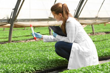 Kadın çiftçi çalışma 