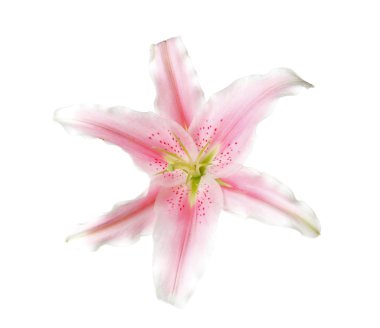 pembe lily çiçek