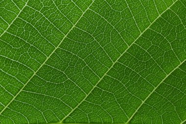 Texture of a green leaf   clipart