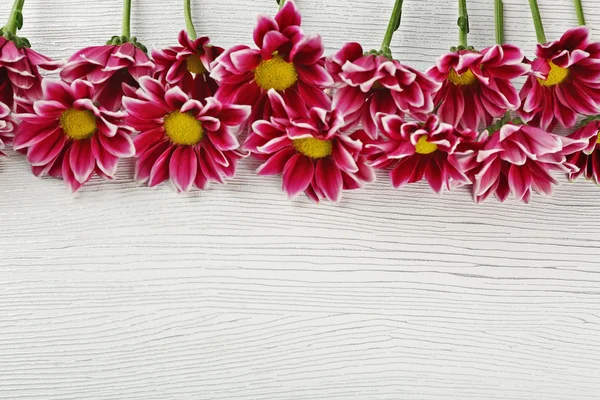 Violet chrysanthemum on table — Stock Photo, Image