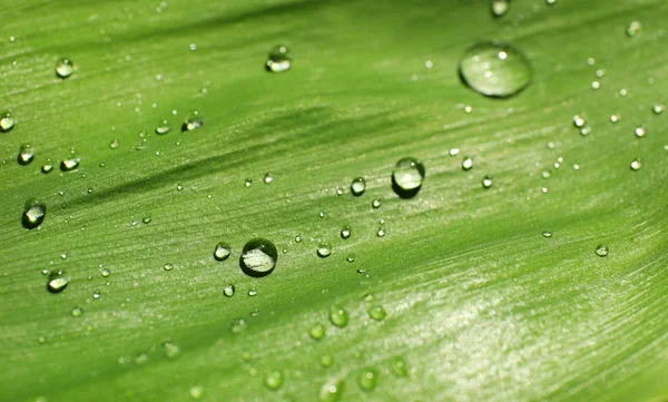 Folha verde com gotas de orvalho — Fotografia de Stock