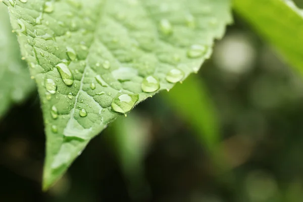 Grünes Blatt mit Tautropfen — Stockfoto