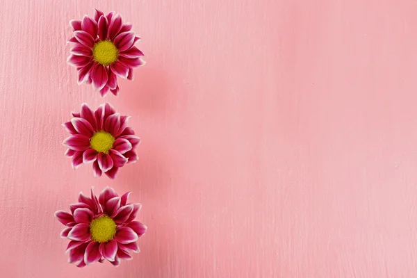 Violet chrysant bloemen — Stockfoto