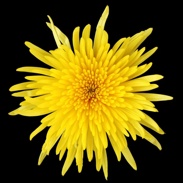 Κίτρινα άνθη χρυσάνθεμα — Φωτογραφία Αρχείου