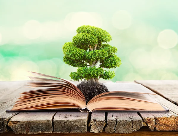 Buch mit grünem Baum — Stockfoto