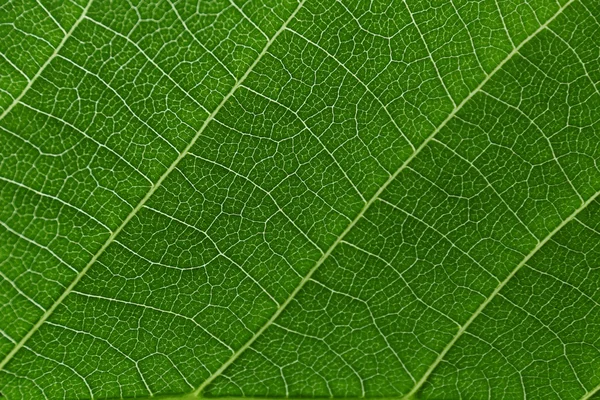 Struktur av ett grönt blad — Stockfoto