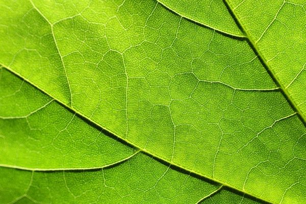 Textuur van een groen blad — Stockfoto