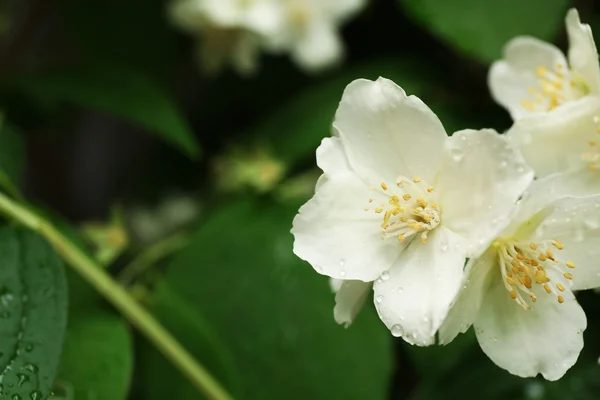 Mooie witte bloem — Stockfoto