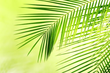 hurma ağaçlarının yeşil yaprakları