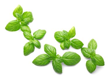 fesleğen yaprağı, izole 