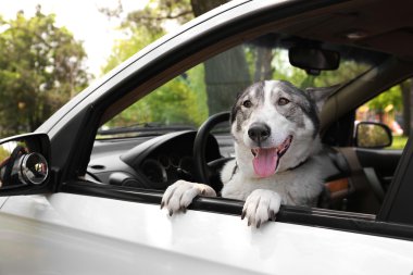 sevimli köpek arabada oturan