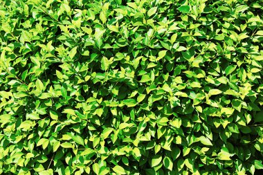 güzel yeşil yapraklar