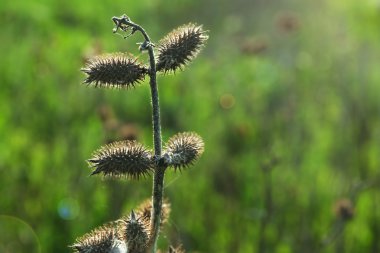 Thistle yeşil çimenlerin üzerinde 