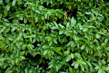 güzel yeşil yapraklar 