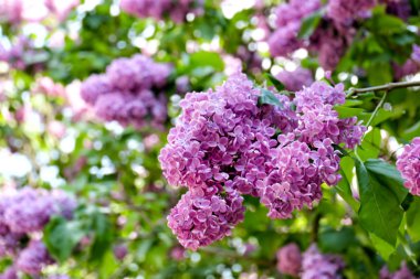 Bahçe içinde güzel leylak