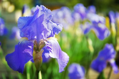 çiçek açan iris çiçekler