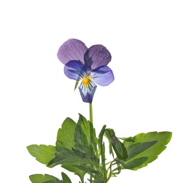 Güzel kurutulmuş çiçekleri
