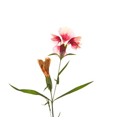 Güzel kurutulmuş çiçekleri