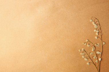 Güzel kurutulmuş çiçekleri 