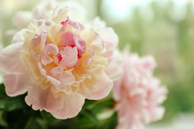 güzel Şakayık çiçekleri