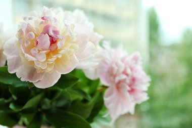 güzel Şakayık çiçekleri 