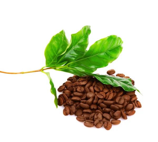 Koffiebonen en groene bladeren — Stockfoto