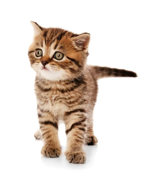 Pequeno gatinho bonito — Fotografia de Stock