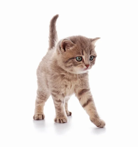 Small cute kitten — Stock Photo, Image