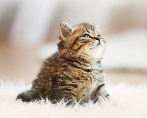 小さなかわいい子猫 — ストック写真