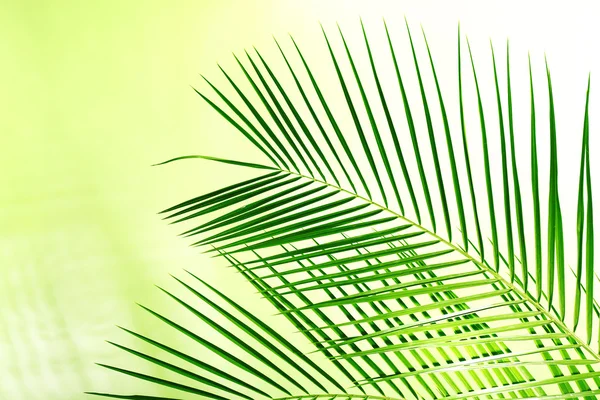 Hojas verdes de palmera — Foto de Stock