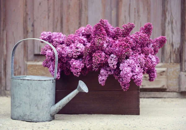 Lilla viola in scatola di legno — Foto Stock