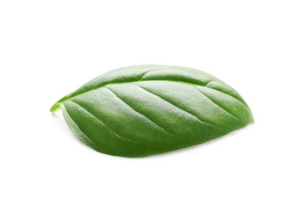 Hoja de albahaca aislada —  Fotos de Stock