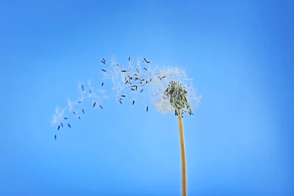 Dente de leão no fundo azul — Fotografia de Stock