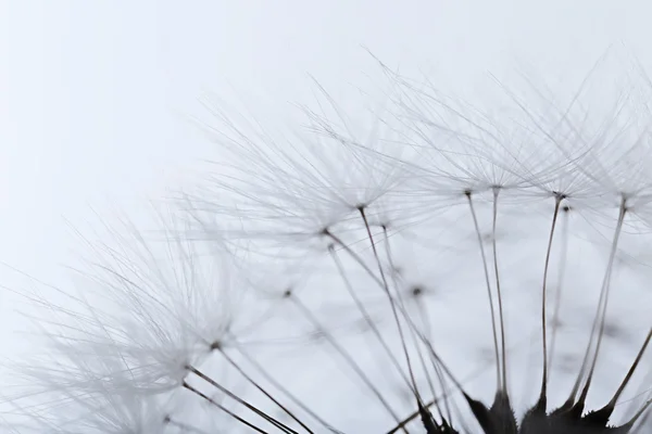 Dandelion on light background — Stock Photo, Image