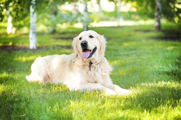 Grand chien gentil dans le parc — Photo