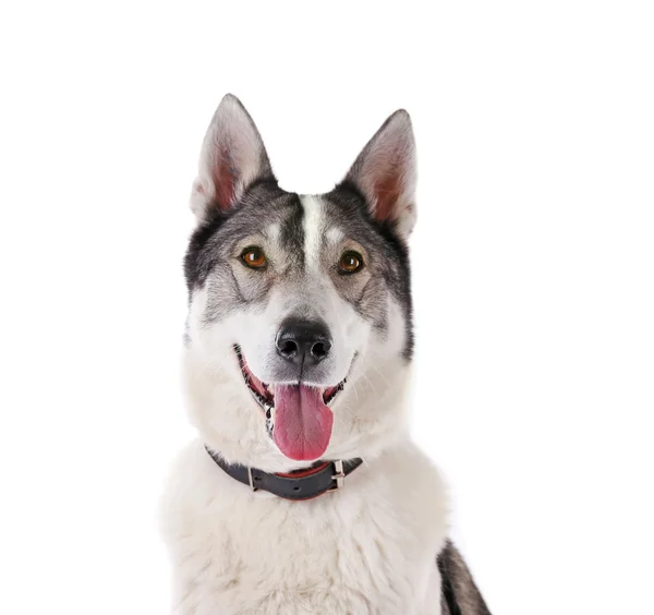 Cão isolado em branco — Fotografia de Stock