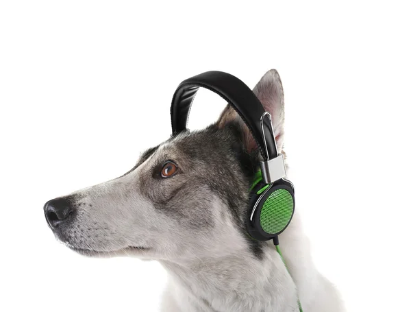 Dog in headphones isolated on white — Stock Photo, Image