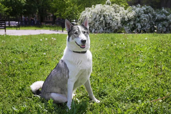 Perro jugando en la hierba —  Fotos de Stock