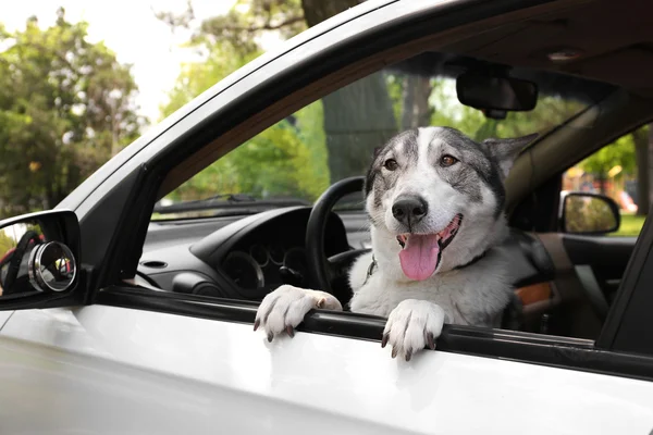 Söt hund sitter i bil — Stockfoto